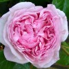 The Wedgwood Rose (  ) -    " " 