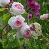 The Wedgwood Rose (  ) -    " " 