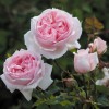 The Wedgwood Rose (  ) -    " " 