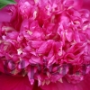 Пион молочноцветковый "Tom Cat"  - Питомник декоративных растений "Парковые Розы" 