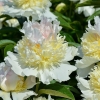 Пион молочноцветковый "Top Brass" - Питомник декоративных растений "Парковые Розы" 
