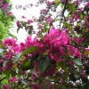 Яблоня декоративная "Недзвецкого" - Питомник декоративных растений "Парковые Розы" 