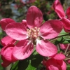 Яблоня декоративная "Недзвецкого" - Питомник декоративных растений "Парковые Розы" 