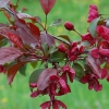 Яблоня декоративная "Роялти" - Питомник декоративных растений "Парковые Розы" 
