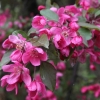 Яблоня декоративная "Профьюжн" - Питомник декоративных растений "Парковые Розы" 