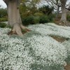 Ясколка войлочная - Питомник декоративных растений "Парковые Розы" 