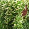 Жимолость "Каприфоль" - Питомник декоративных растений "Парковые Розы" 
