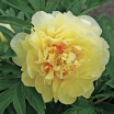 Пион ИТО-гибрид "Bartzella" - Питомник декоративных растений "Парковые Розы" 