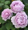 Blue Storm Rose ( ) -    " " 