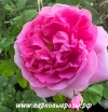 Comte de Chambord (  ) -      " " 