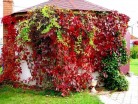 Девичий виноград пятилисточковый - Питомник декоративных растений "Парковые Розы" 