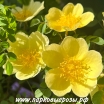 Rosa hugonis () -      " " 