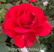 Morden Fireglow ( ) -      " " 