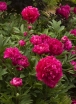Пион молочноцветковый "Karl Rosenfield" - Питомник декоративных растений "Парковые Розы" 