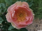 Prairie Peace ( ) -      " " 