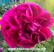 Rosa damascena ( ) -      " " 