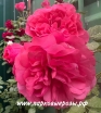  Rosarium Uetersen ( ) -      " " 