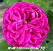 Rose de Rescht (  ) -      " " 