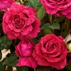 Rose des 4 Vents (  ) -    " " 