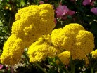 Тысячелистник таволговый "Коронейшн Голд" - Питомник декоративных растений "Парковые Розы" 