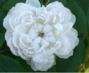 White Jacques Cartier (  ) -      " " 