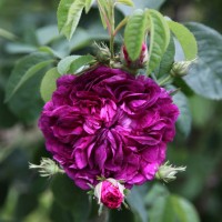 Charles de Mills (Чарльз де Милс) - Питомник декоративных растений "Парковые Розы" 