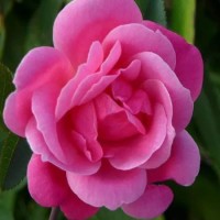 De Montarville (Де Монтарвиль) - Питомник декоративных растений "Парковые Розы" 