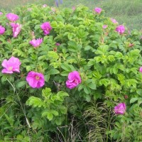 Шиповник морщинистый (Rosa Rugosa) - Питомник декоративных растений "Парковые Розы" 