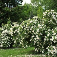 Шиповник морщинистый "Белый" (Rosa rugosa f. Alba) - Питомник декоративных растений "Парковые Розы" 
