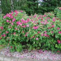 Шиповник морщинистый "Рубра" (Rosa rugosa rubra) - Питомник декоративных растений "Парковые Розы" 