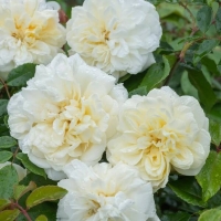 Alberic Barbier (Альберик Барбье) - Питомник декоративных растений "Парковые Розы" 