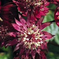 Астранция крупная 'Ruby Cloud'  - Питомник декоративных растений "Парковые Розы" 