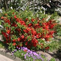 Айва японская - Питомник декоративных растений "Парковые Розы" 