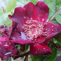 Basyes Purple Rose (  ) -    " " 