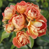 Патио - розы «Bienenweide-rosen» (Rosen -Tantau) - Питомник декоративных растений "Парковые Розы" 