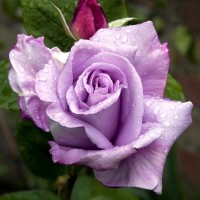 Blue Moon Cl. (Блю Мун) - Питомник декоративных растений "Парковые Розы" 