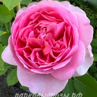 Boscobel () -      " " 