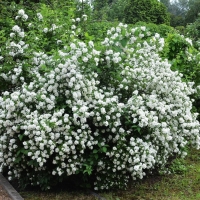 Жасмин садовый (чубушник) - Питомник декоративных растений "Парковые Розы" 