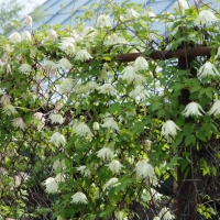 Клематис альпийский "Lemon Beauty" (Лемон Бьюти) - Питомник декоративных растений "Парковые Розы" 
