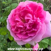Comte de Chambord (  ) -      " " 
