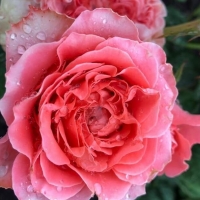 Японские розы - Питомник декоративных растений "Парковые Розы" 