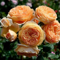 Crown Princess Margareta® (Краун Принцесс Мэргэрит) - Питомник декоративных растений "Парковые Розы" 