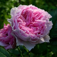 Gartentraume (Гартентрауме) - Питомник декоративных растений "Парковые Розы" 