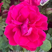 George Vancouver ( ) -      " " 