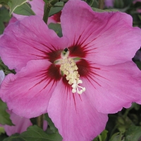 Гибискус сирийский - Питомник декоративных растений "Парковые Розы" 