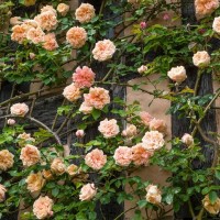 Коллекционные старинные садовые розы - Садовый центр "Парковые Розы", г. Екатеринбург
