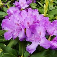 Рододендрон "Grandiflorum" - Питомник декоративных растений "Парковые Розы" 