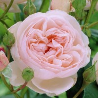 Heritage (Херитэйдж) - Питомник декоративных растений "Парковые Розы" 