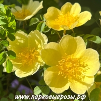 Rosa hugonis () -      " " 