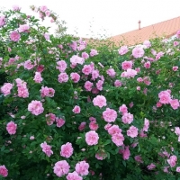 Финские розы - Питомник декоративных растений "Парковые Розы" 